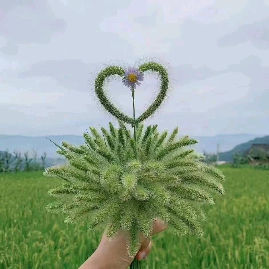 枚玫