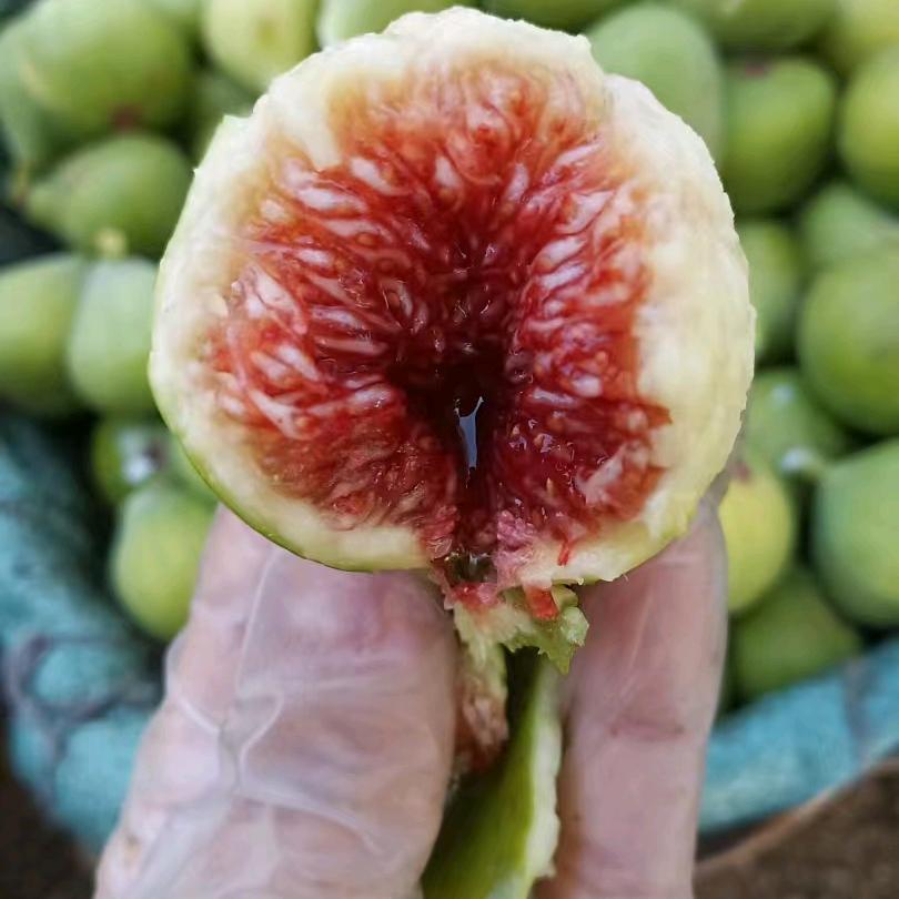 乳山 高姐青皮无花果（姝贤农场）