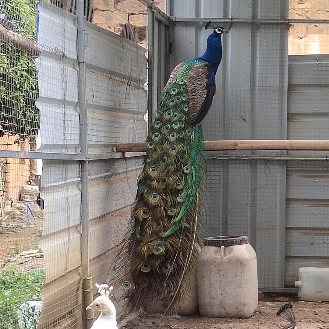 骑着蜗牛去兜风