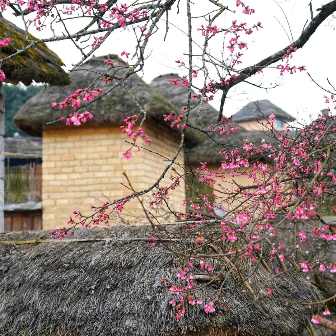 麦穗