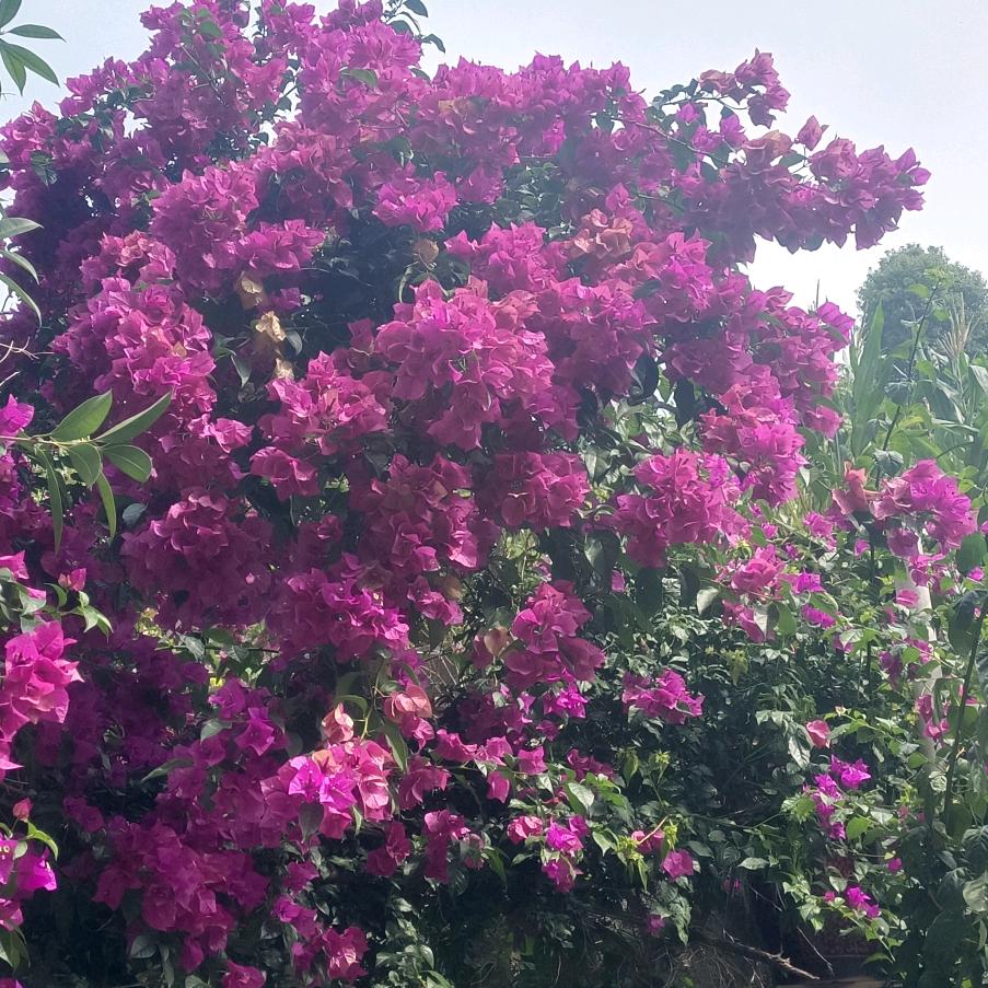姐只是传说