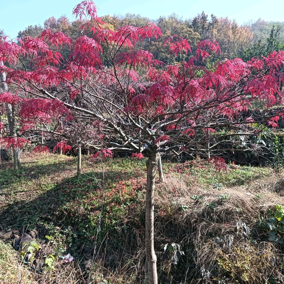 隔壁老王