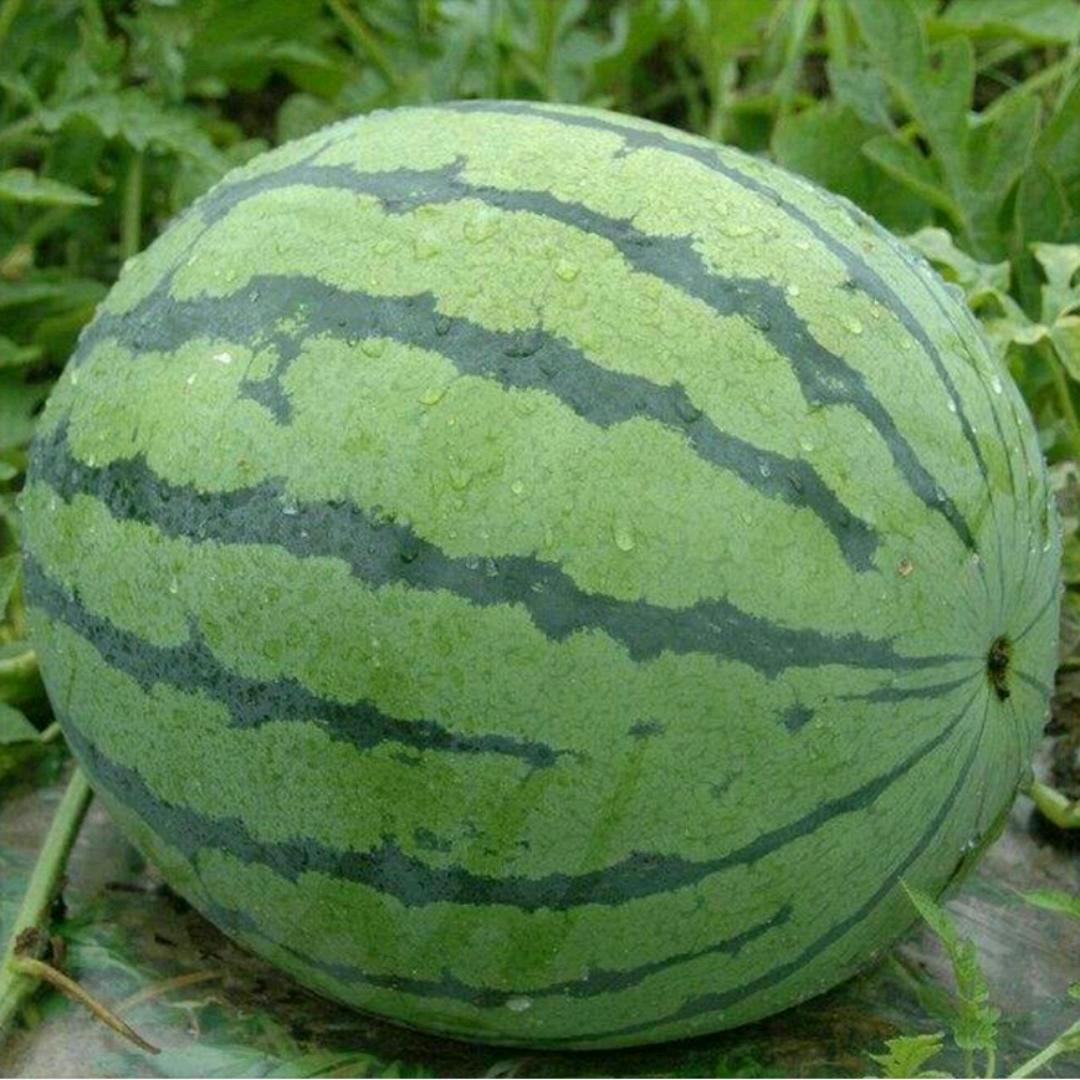 土豆洋芋马铃薯🥔