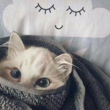 小贾