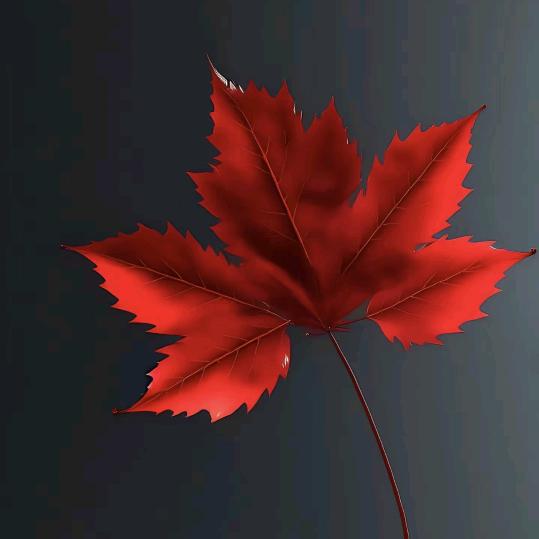 枫叶分享