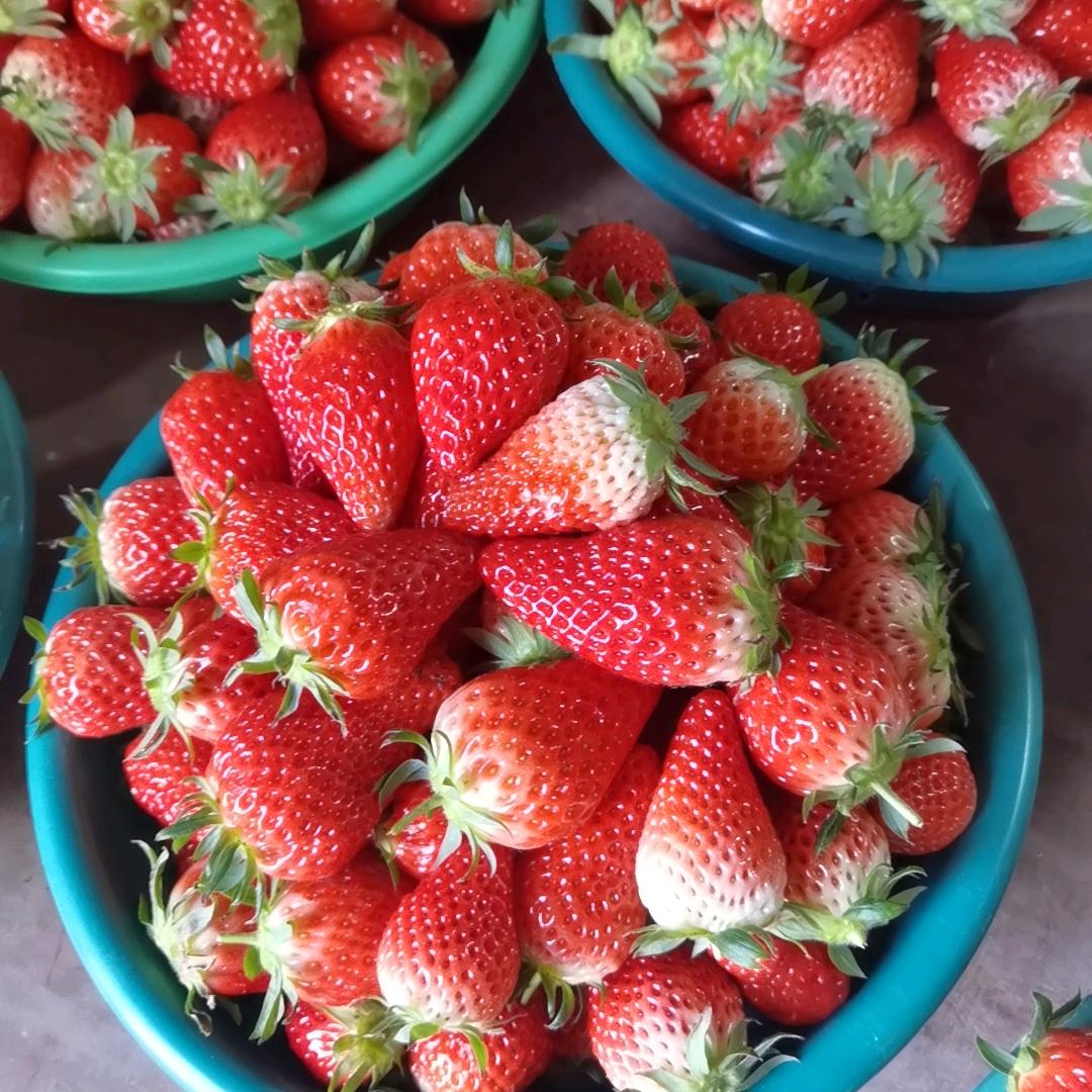 精品草莓批发