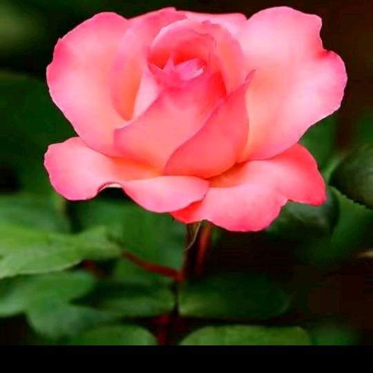 月季花