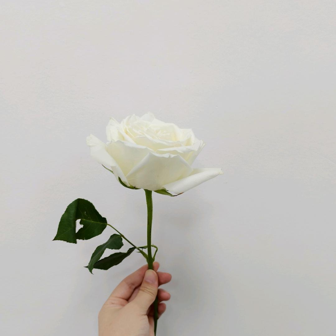 李圆圆
