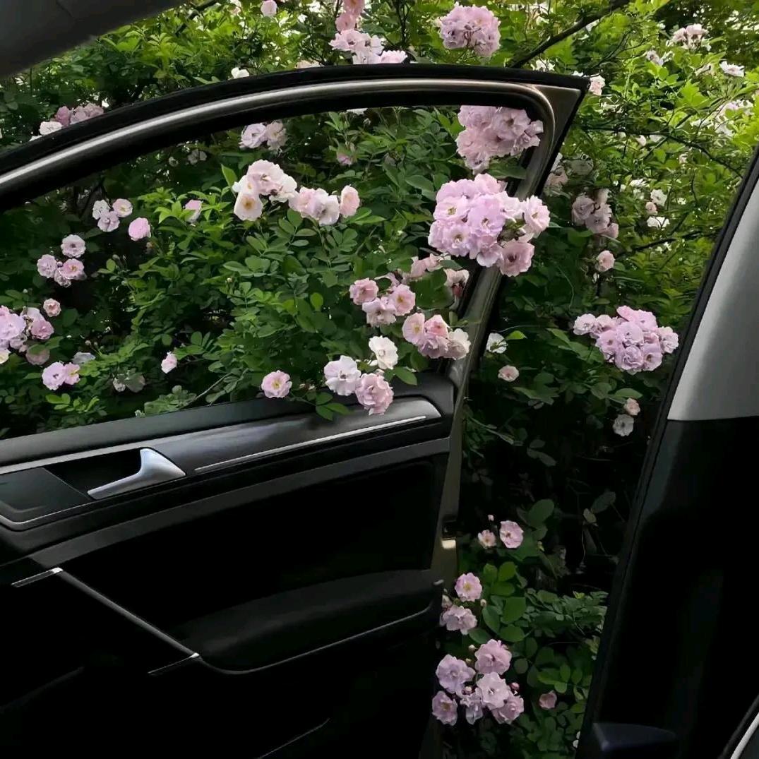 嫚嫚🦋小跟班🦋