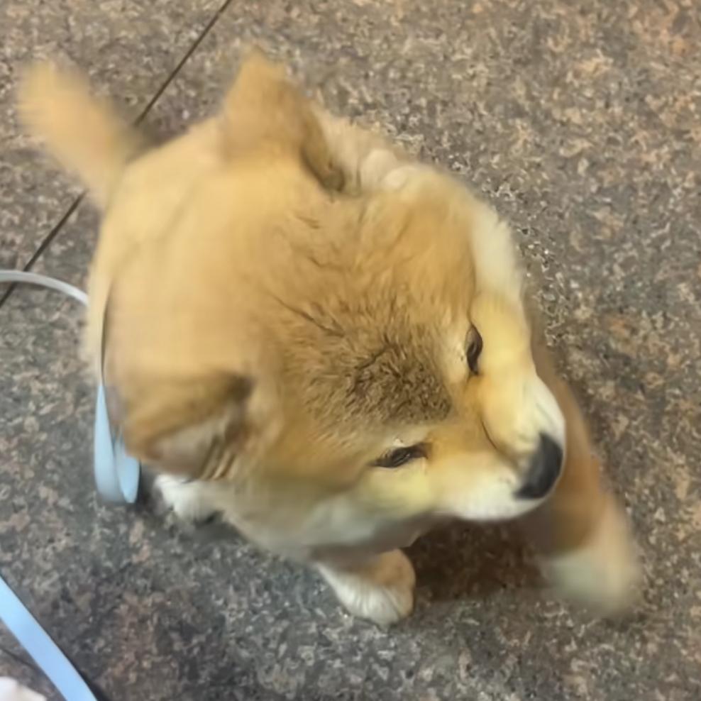 法自居士