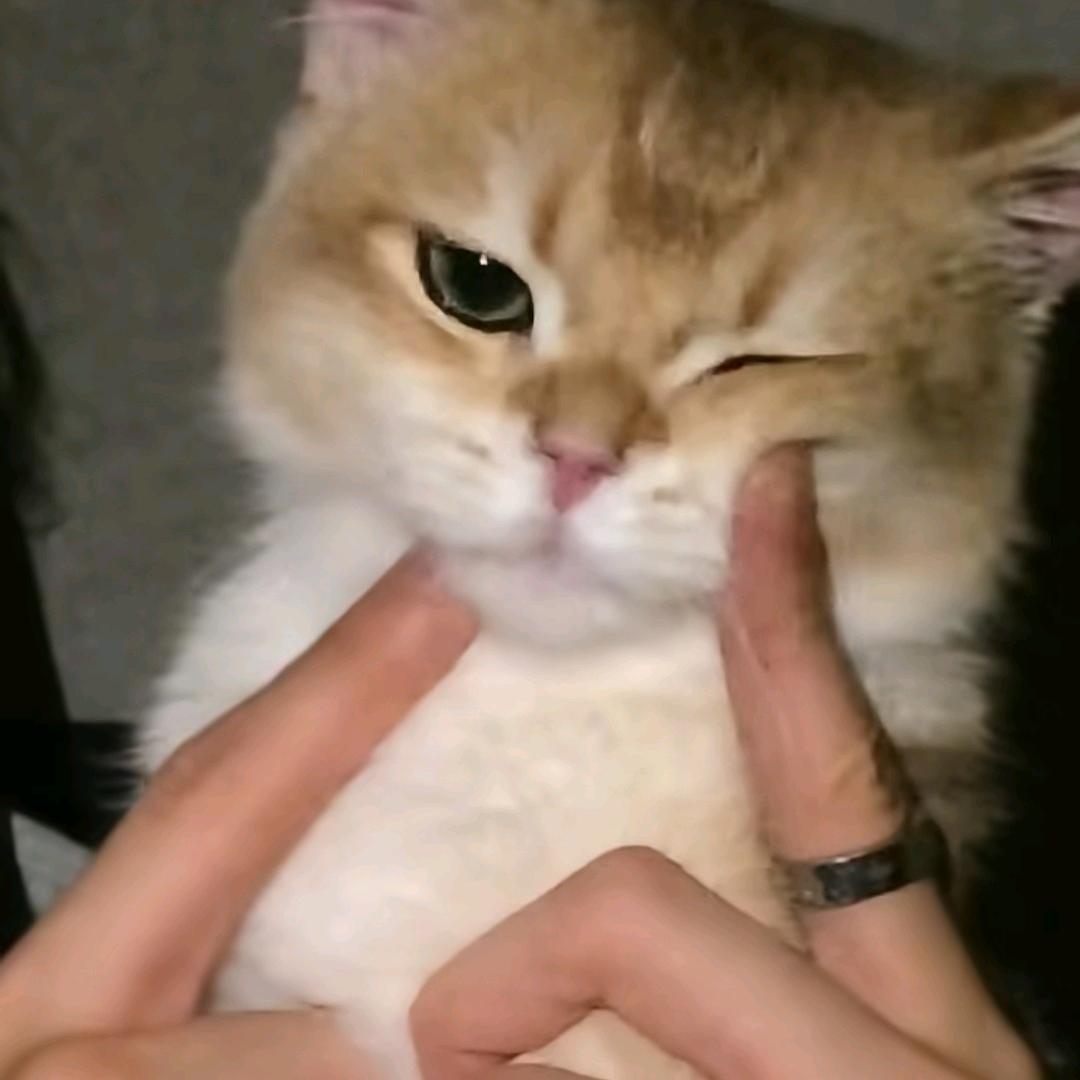 _爱吃夹心饼干.