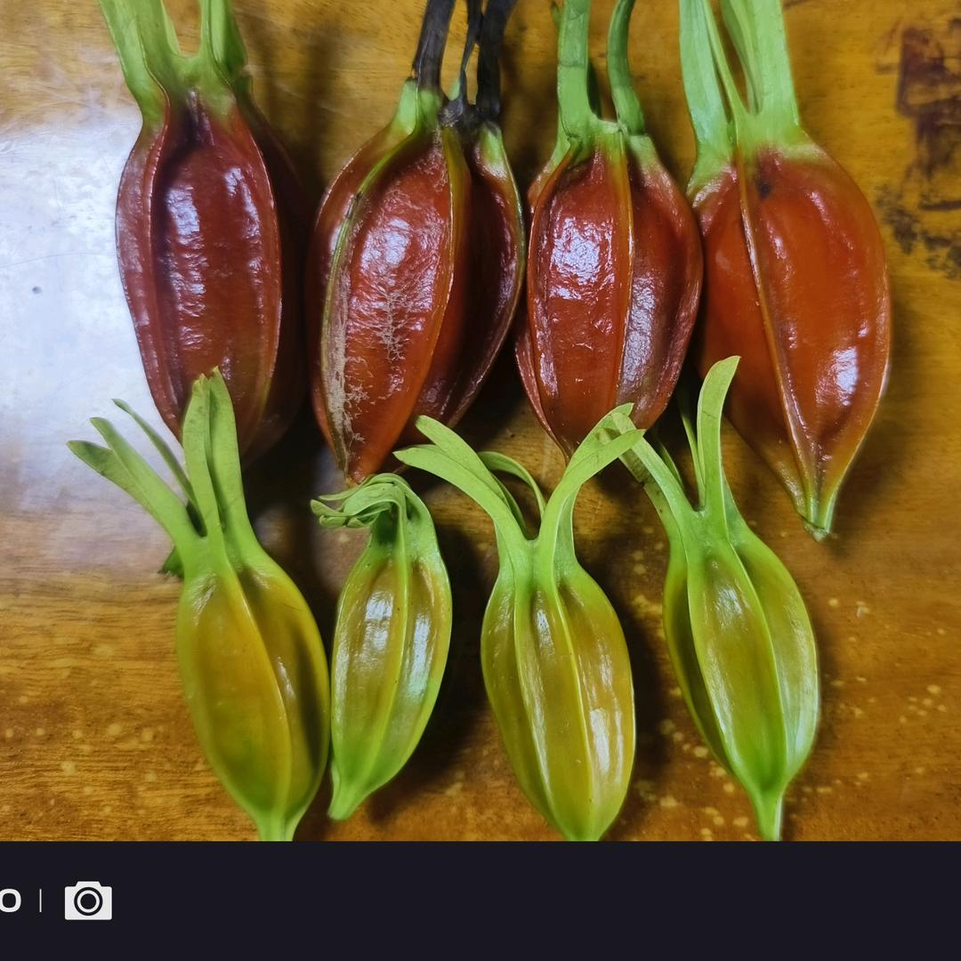荔浦双盈药材苗木基地