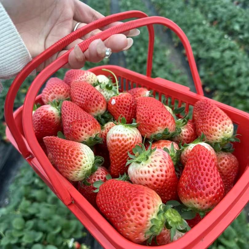 ୧⍤⃝🍒 贝贝草莓采摘园