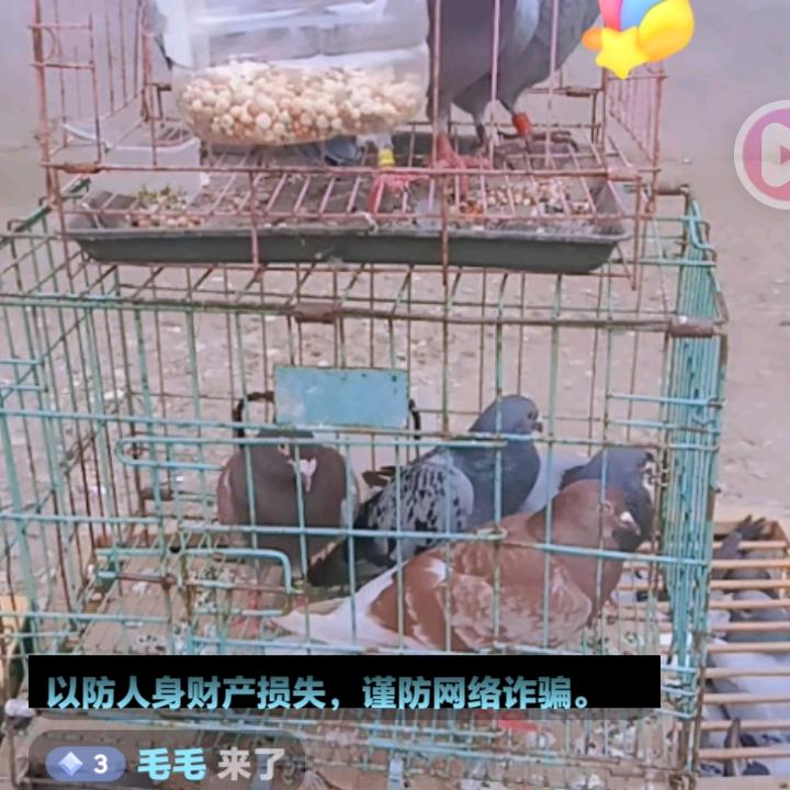 毛毛
