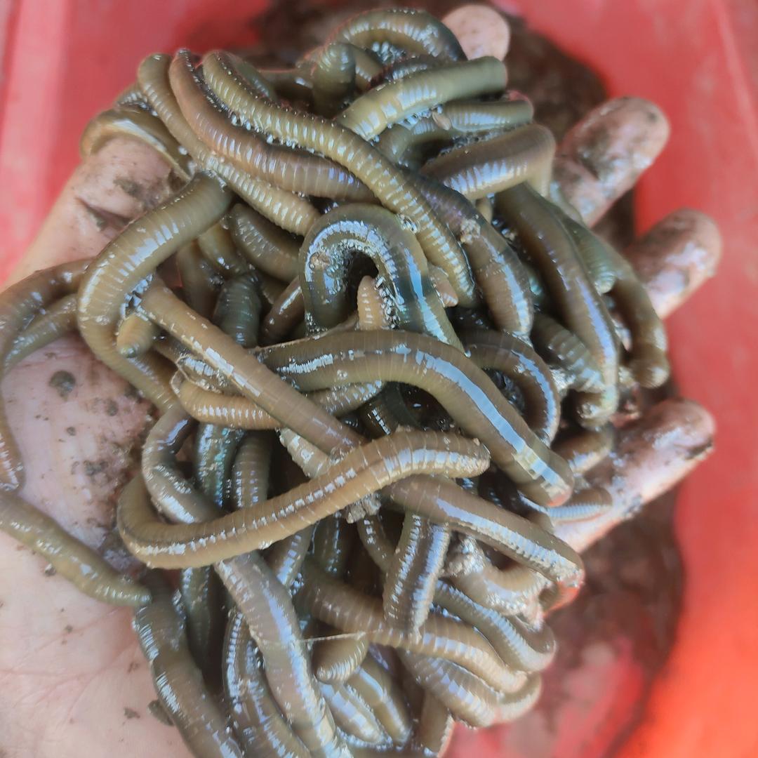 鳝客来活饵