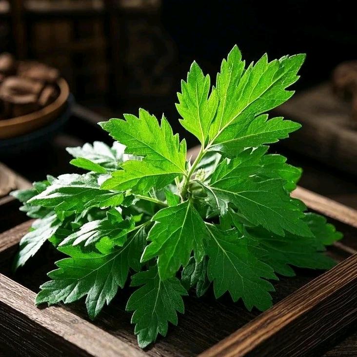 泰山玉艾