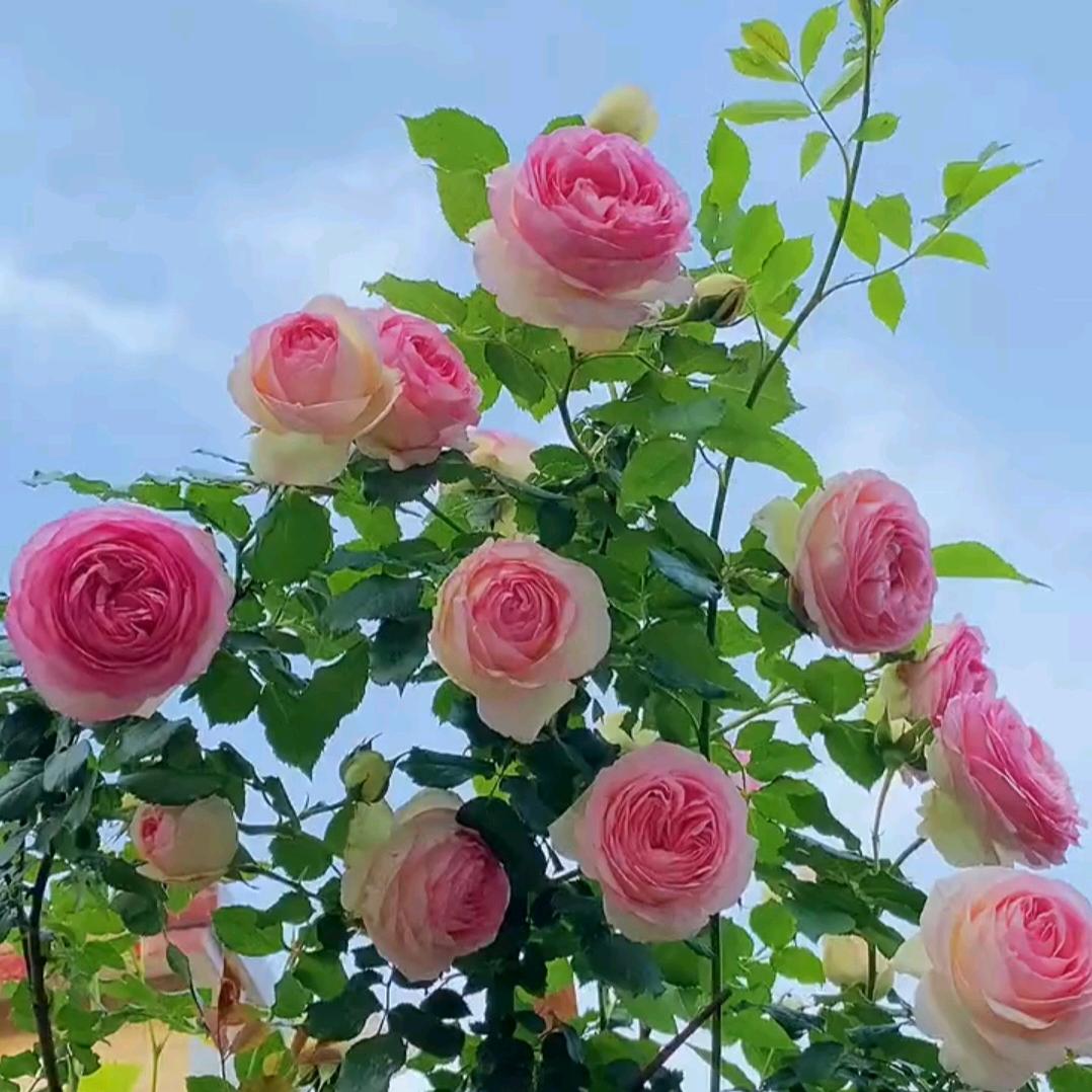 氣爽风清
