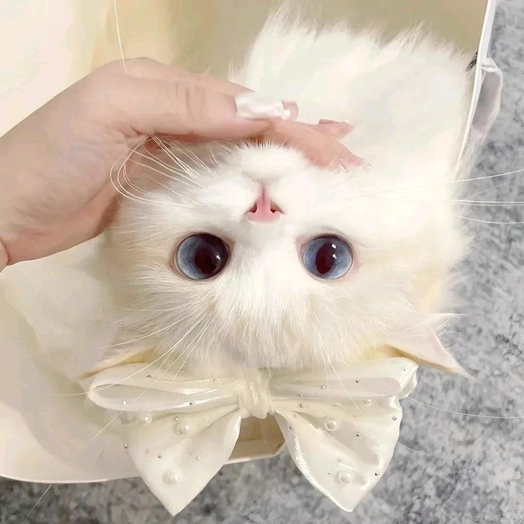 ₍˄·͈༝·͈˄*₎◞ ̑̑