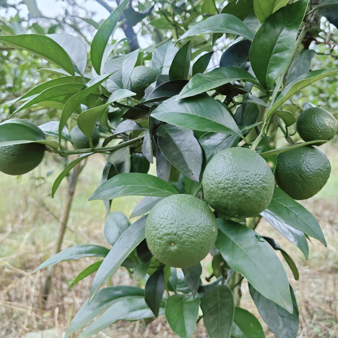 红江橙柑橘农场🇨🇳 ㍿