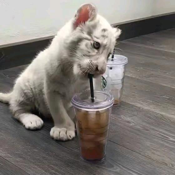 挨租车仔刨猪头