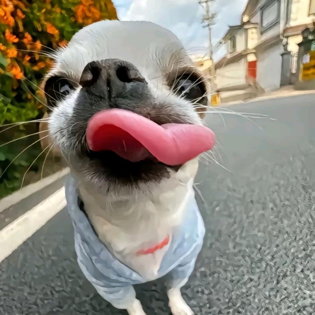 修炼成精的橘子🍊