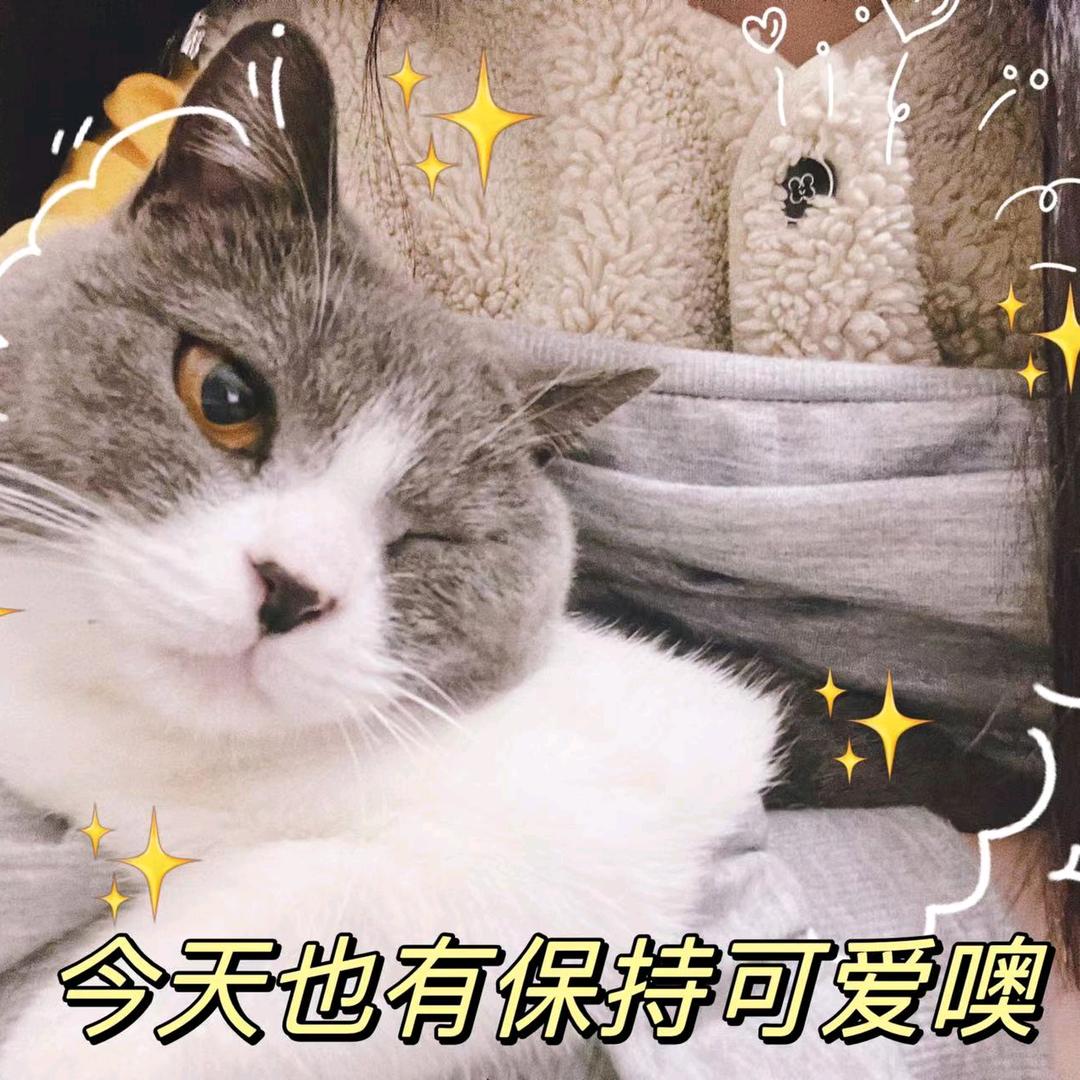乌冬是只猫