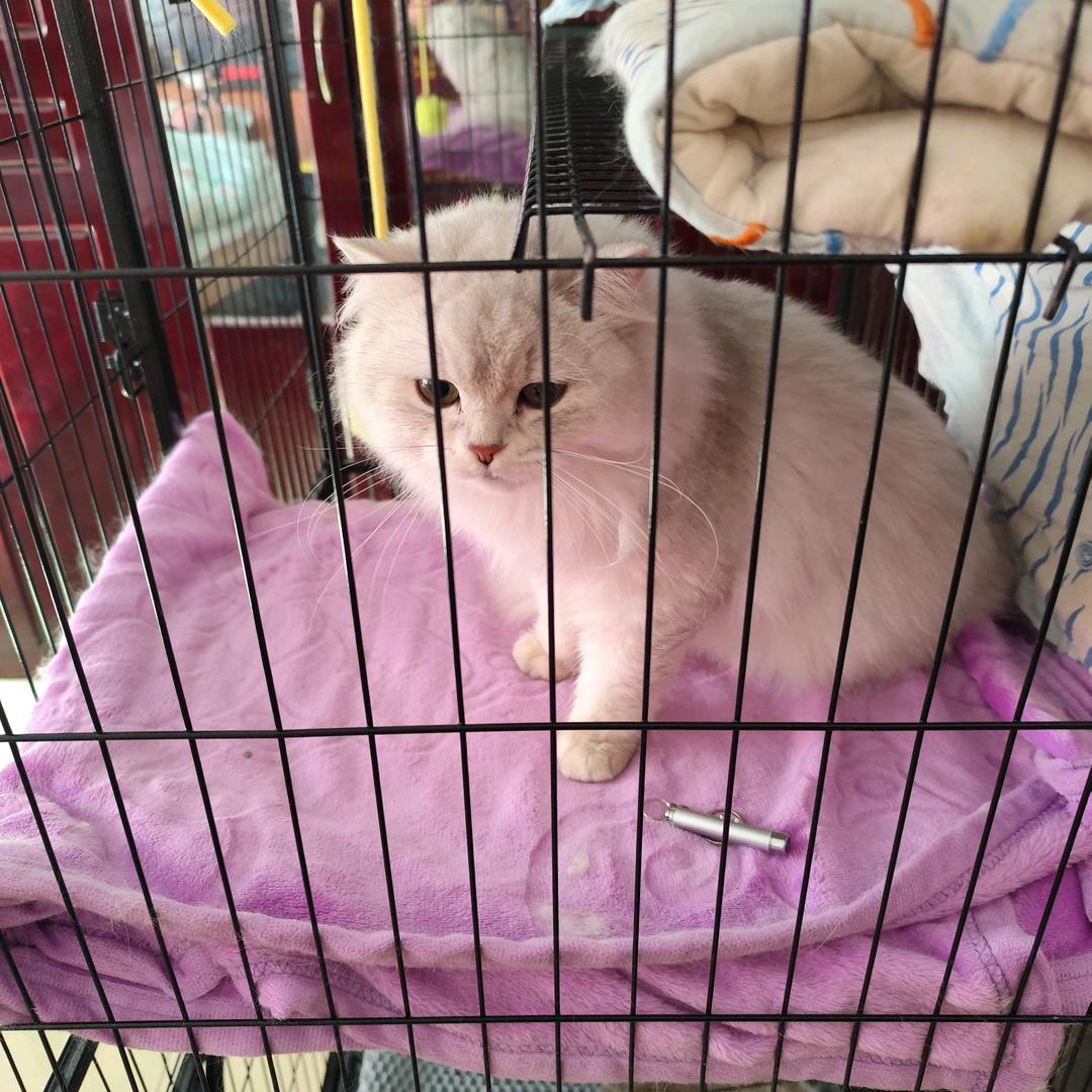 好运♥(｡￫v￩｡)♥自来》ƪ(˘⌣˘)