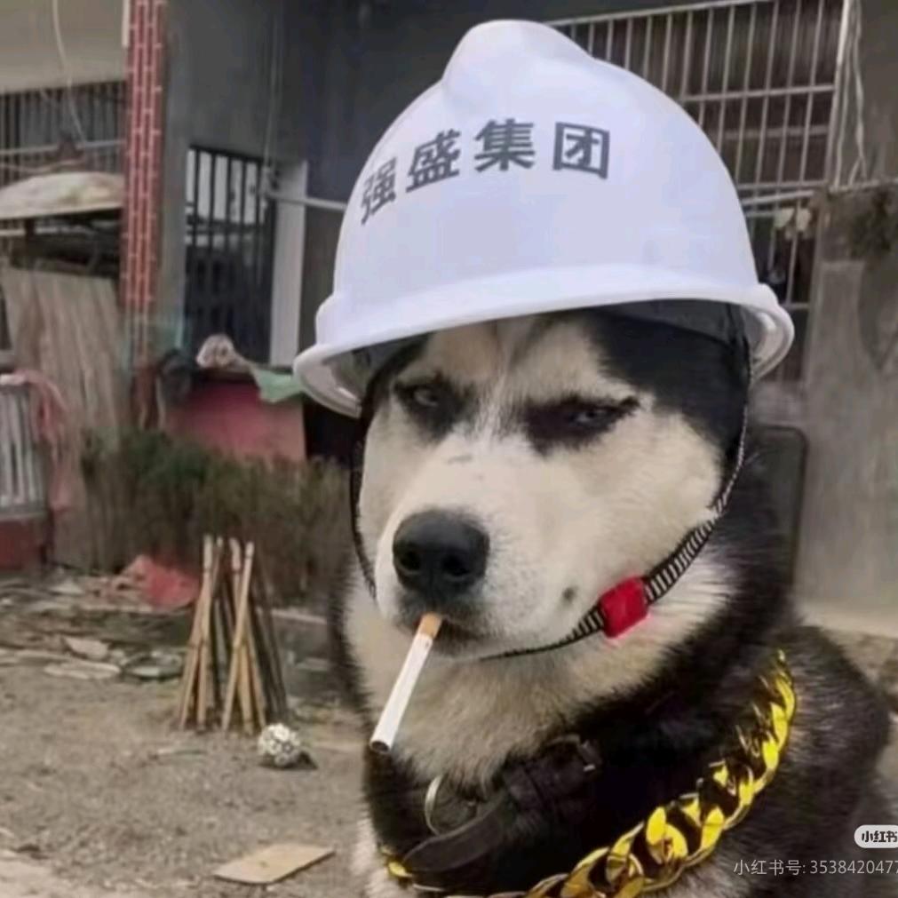 苏格兰拔毛野猪