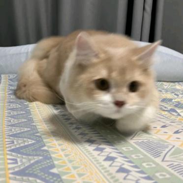 饭饱饱吃饱饱🐱(起号版)