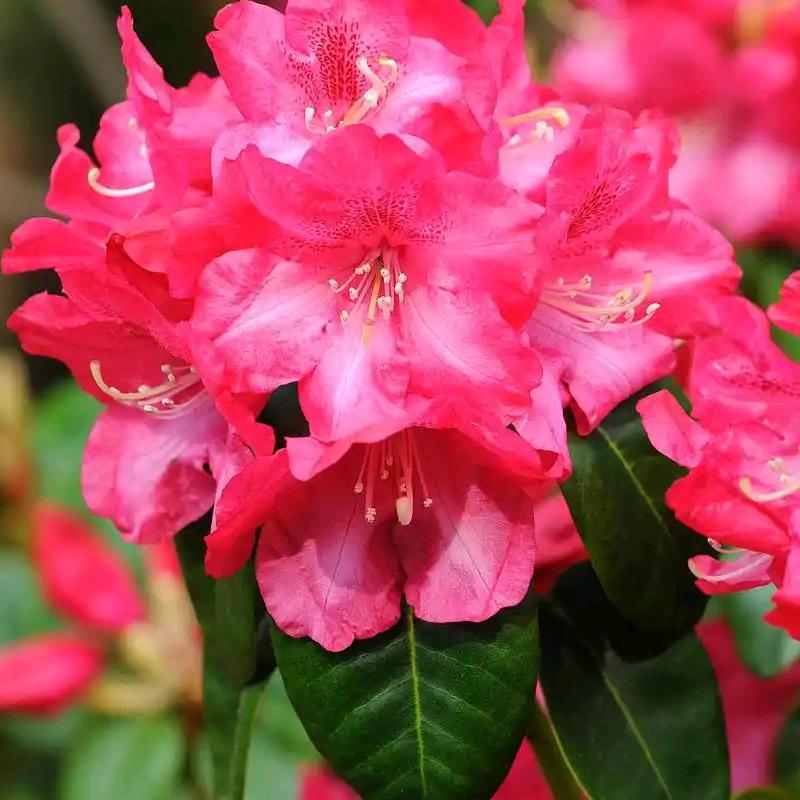 鲜花