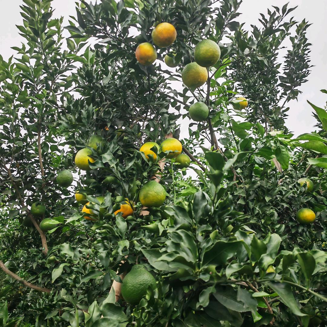 专业柑橘苗种植销售