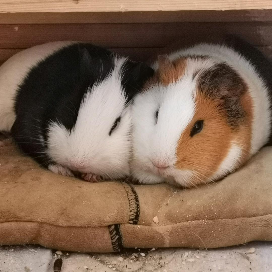 两只仓鼠，真可爱