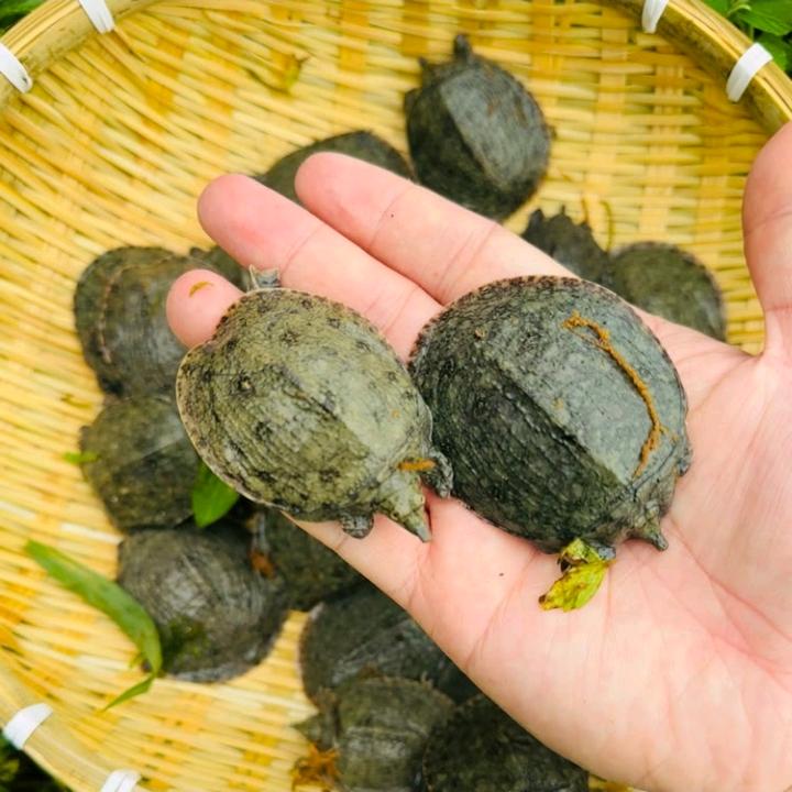 武汉市洪山区柳茗农业经营部（个体工商户）