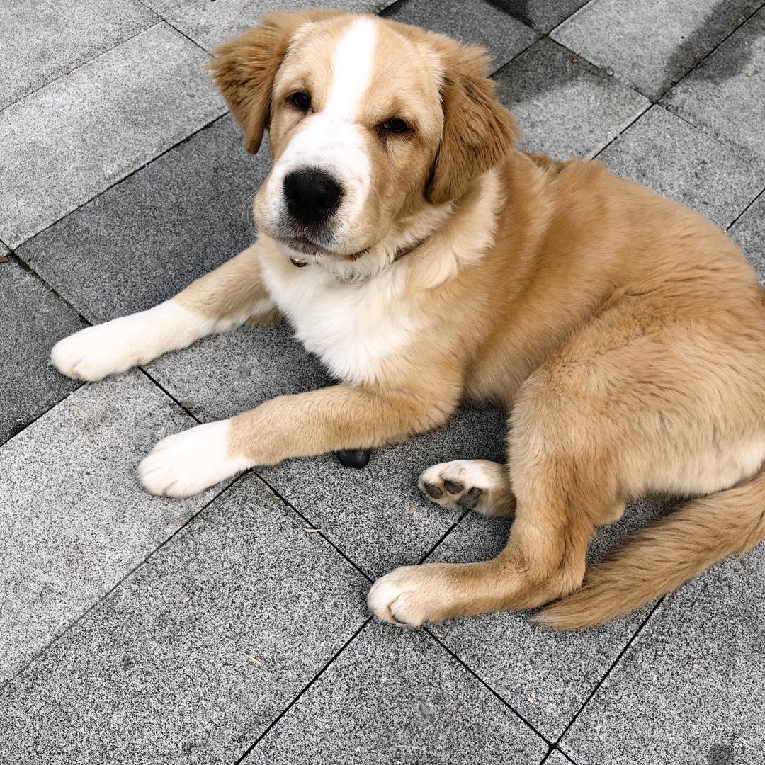 陈十二