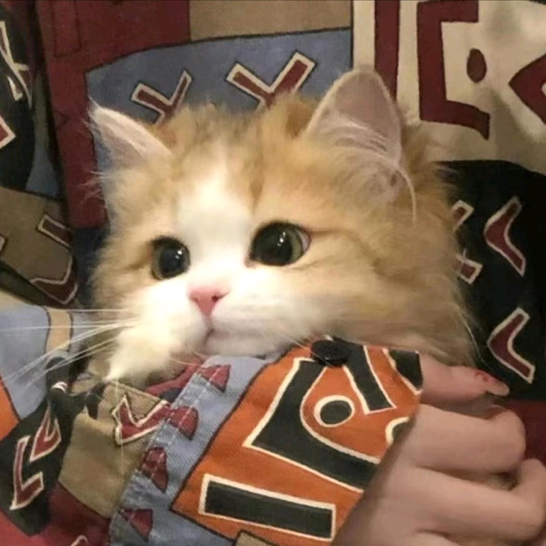 愿