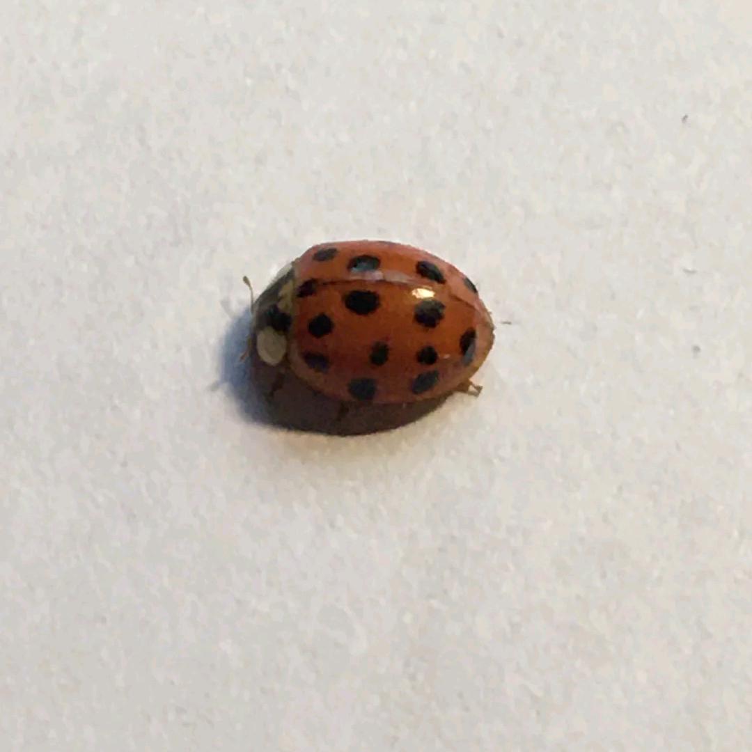勇敢可爱的小娇娘头像