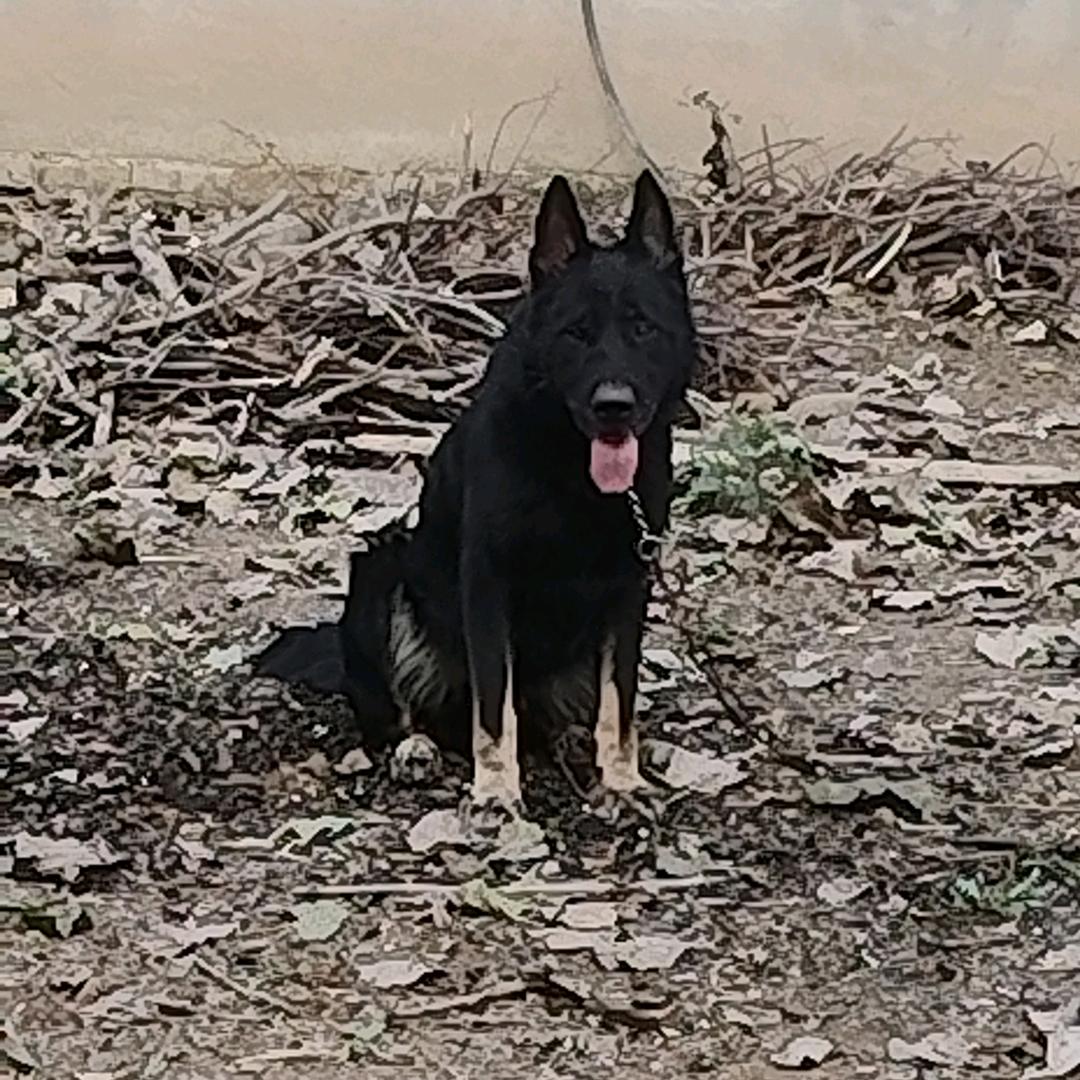 (亳一)犬舍