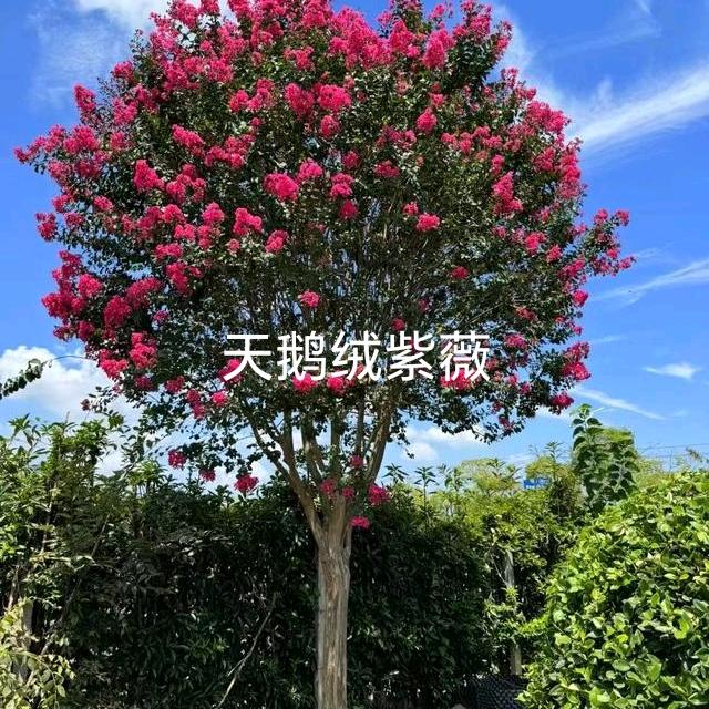 鄢陵县烨萱园林绿化