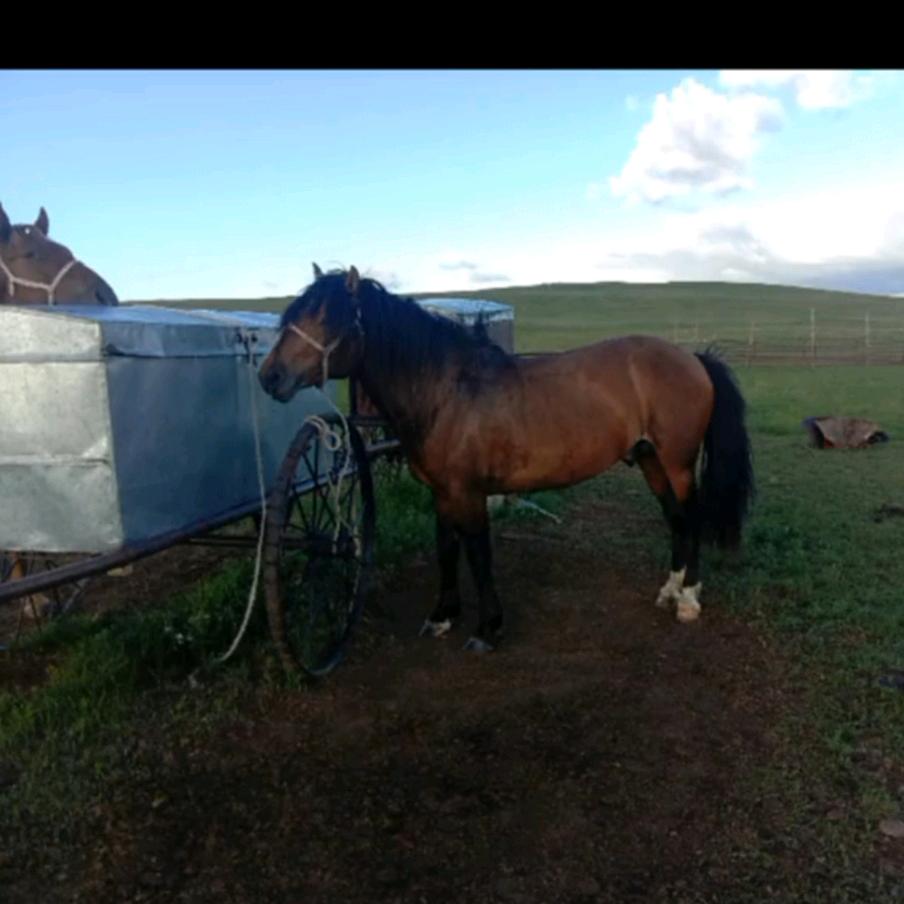 Г.Цагаанхүү