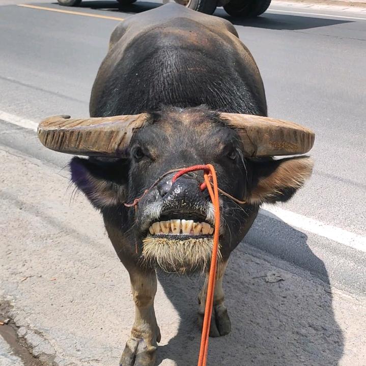 小熊熊