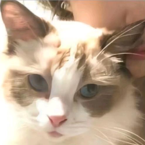 猫猫熊