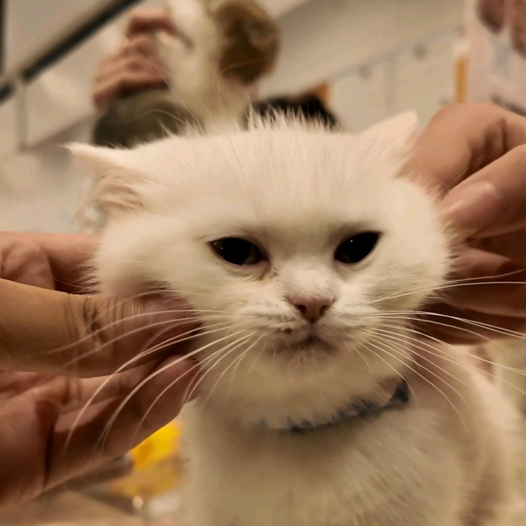 小町（无畏契约）