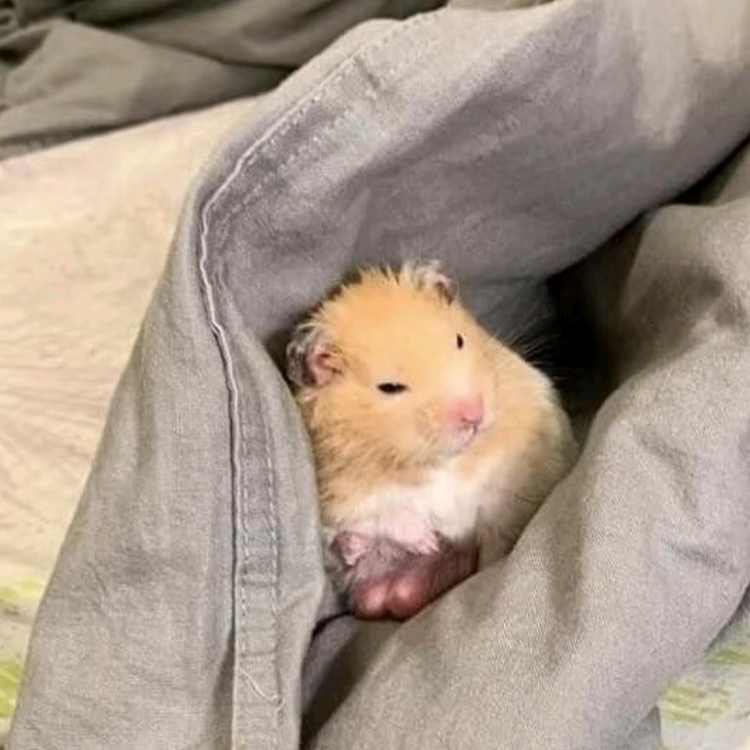 仓鼠大王