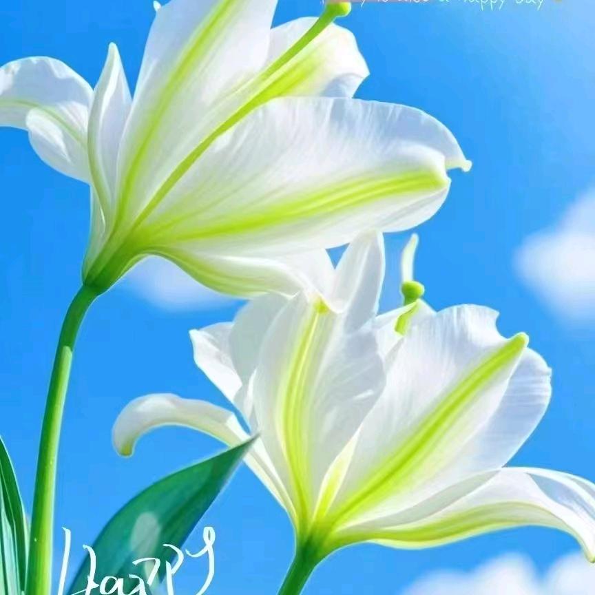 折翼天使之乐园