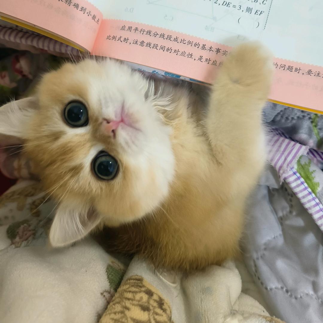金渐层多多