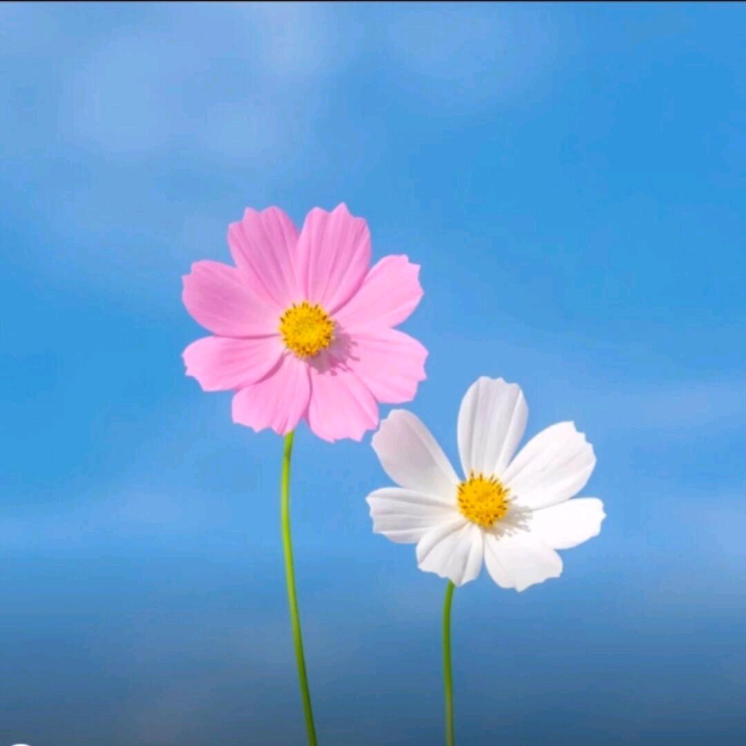 淮北为枳