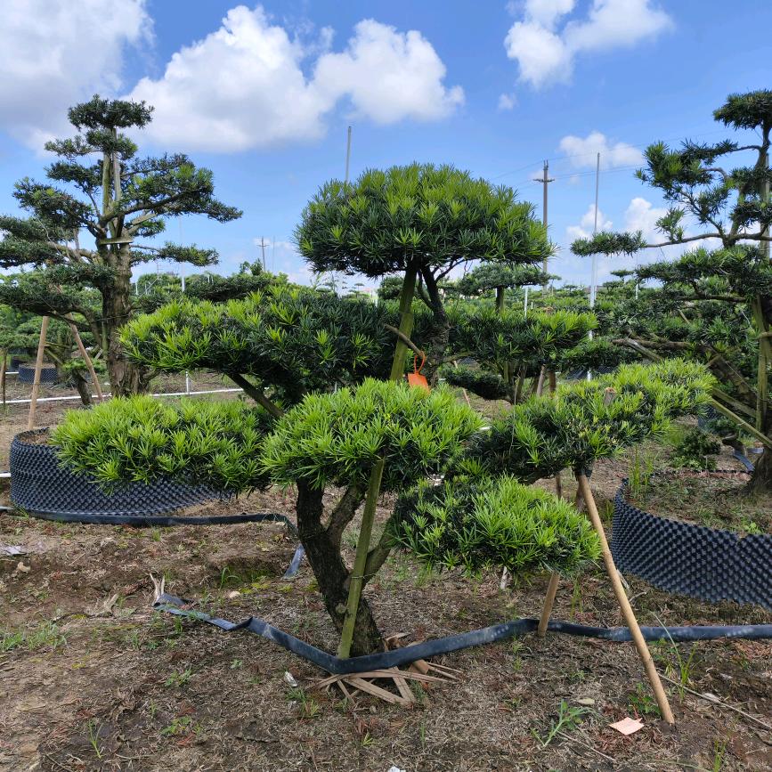 军乔罗汉松批发