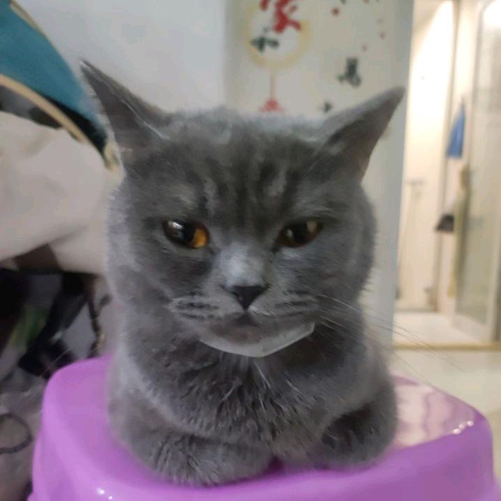 涵菲菲