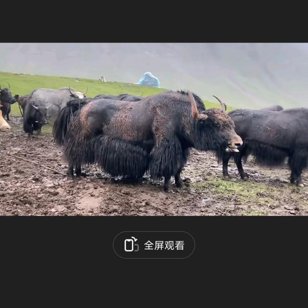 欢迎光 林先生