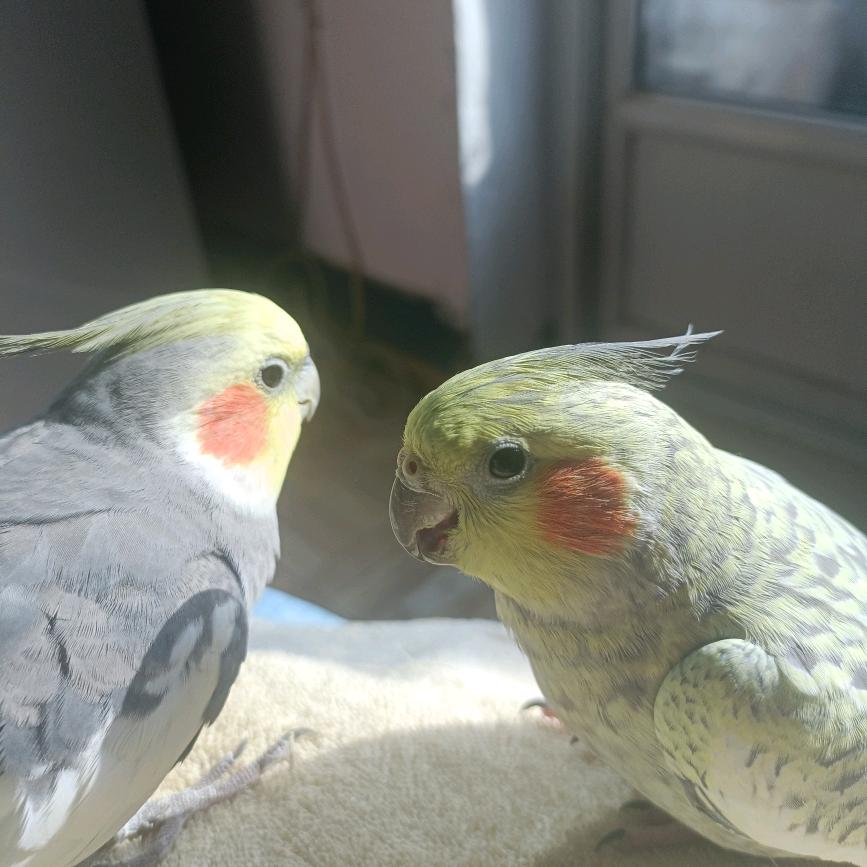 @ 杨杨 ＆得意 @